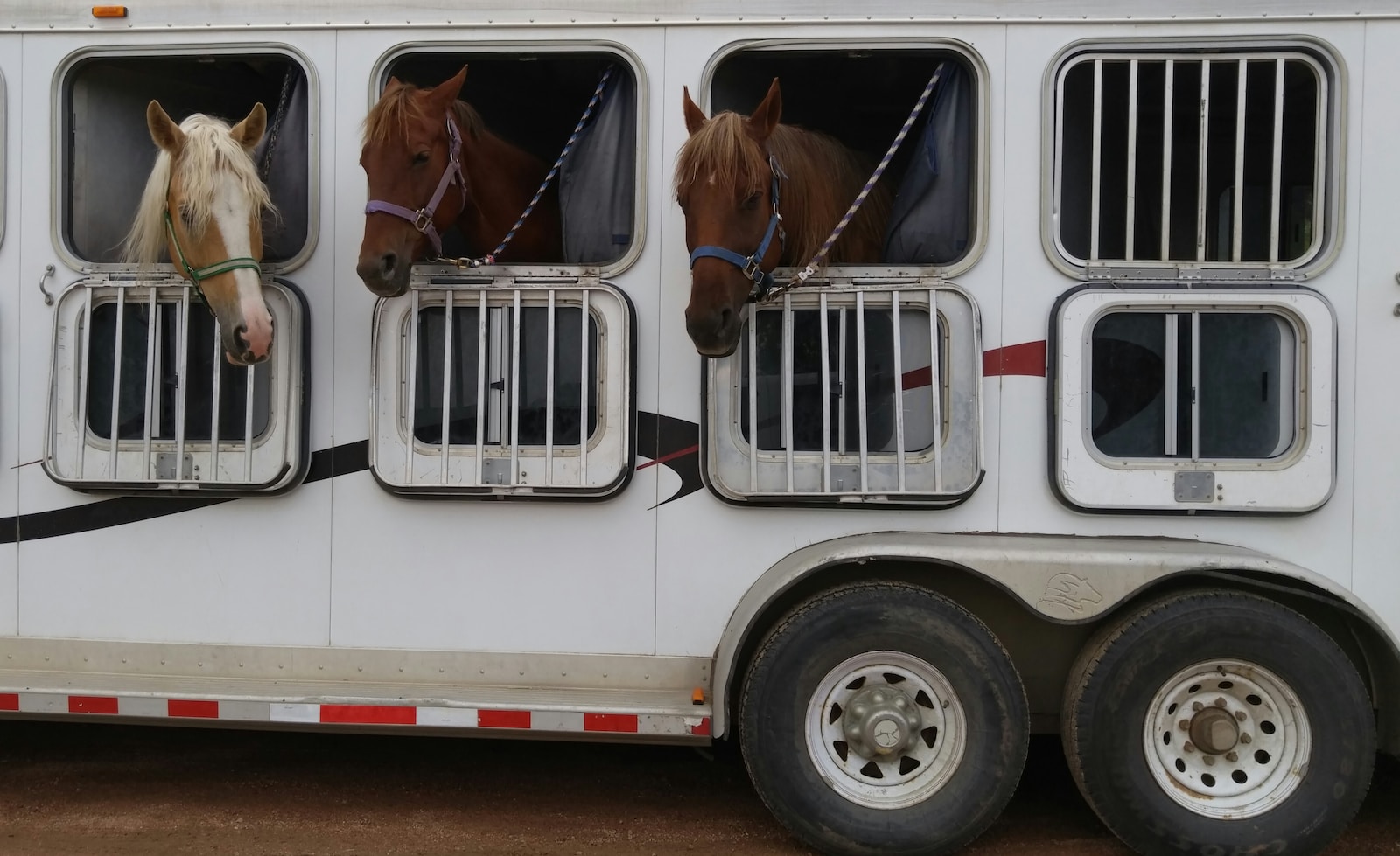 Assurance van pour chevaux : les indispensables pour transporter vos équidés en toute sérénité